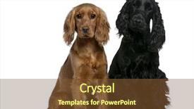  Presentation with puppy english cocker spaniel - PPT theme enhanced with two english cocker spaniels 10 background and a tawny brown colored foreground