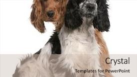  Presentation with english - Beautiful presentation theme featuring two english cocker spaniels 2 backdrop and a mint green colored foreground