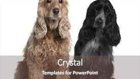  Presentation with puppy english cocker spaniel - PPT layouts featuring two english cocker spaniels 8 background and a tawny brown colored foreground