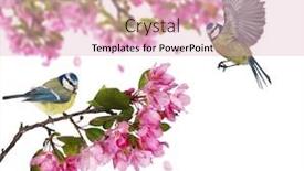  Presentation with white flowers - Slide deck with two-eurasian-blue-tits background and a lemonade colored foreground