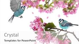  Presentation with white flowers - Slide deck with two-eurasian-blue-tits background and a white colored foreground