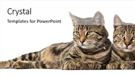  Presentation with cats - Amazing presentation design having two european cats lying side backdrop and a white colored foreground