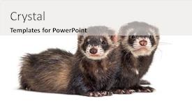  Presentation with together - Audience pleasing PPT theme consisting of two-european-polecat-standing-together backdrop and a light gray colored foreground
