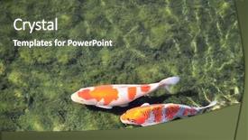  Presentation with fish pond - Theme with two fancy carps koi fish background and a tawny brown colored foreground