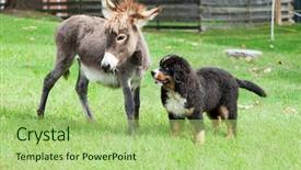  Presentation with animals - Slide deck enhanced with two farm animals dog background and a mint green colored foreground