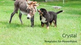  Presentation with animals - Beautiful slides featuring two farm animals dog backdrop and a mint green colored foreground