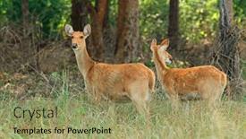  Presentation with swamp - Presentation theme consisting of two-female-barasingha-or-swamp background and a mint green colored foreground