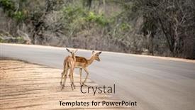 Presentation with kruger - PPT theme having two-female-impalas-aepyceros-melampus background and a soft green colored foreground