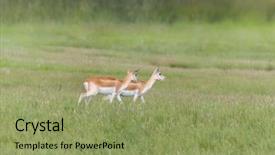  Presentation with ethiopia - PPT theme with two female nile lechwe antelope background and a seafoam green colored foreground