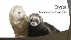  Presentation with old tv - Colorful PPT theme enhanced with two ferrets 1 year old backdrop and a  colored foreground