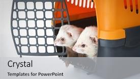  Presentation with cage - Colorful PPT theme enhanced with two ferrets in a cage backdrop and a  colored foreground