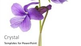  Presentation with viola cornuta - Colorful slides enhanced with two-flower-of-wood-violet backdrop and a white colored foreground