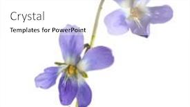  Presentation with wood - PPT layouts having two-flower-of-wood-violet background and a white colored foreground