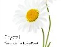  Presentation with chamomile - Cool new theme with two-flowers-of-chamomile-ox backdrop and a white colored foreground