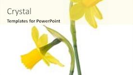  Presentation with narcissus - Cool new presentation design with two-flowers-of-daffodil-narcissus backdrop and a blonde colored foreground