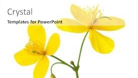  Presentation with white flowers - Audience pleasing PPT theme consisting of two-flowers-of-greater-celandine backdrop and a white colored foreground