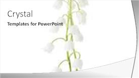  Presentation with white flowers - Amazing slide set having two-flowers-of-lily backdrop and a white colored foreground