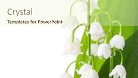  Presentation with white flowers - Beautiful theme featuring two-flowers-of-lily backdrop and a soft green colored foreground