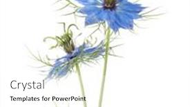  Presentation with nigella - Cool new presentation design with two-flowers-of-nigella-damascena backdrop and a white colored foreground