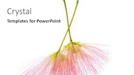  Presentation with pink silk - PPT theme featuring two-flowers-of-persian-silk background and a white colored foreground