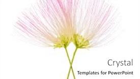  Presentation with pink silk - PPT theme featuring two-flowers-of-persian-silk background and a white colored foreground