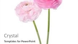  Presentation with persian - Presentation theme with two-flowers-of-ranunculus-isolated background and a white colored foreground