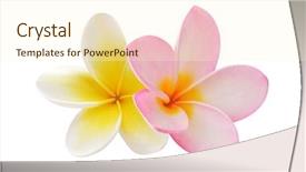  Presentation with frangipani flowers - PPT theme consisting of two frangipani flowers isolated background and a cream colored foreground