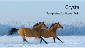  Presentation with horse racing - PPT theme consisting of two free horses gallops across background and a light blue colored foreground