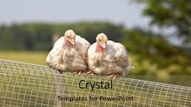  Presentation with chicks - Colorful presentation design enhanced with chirp - two free range half grown backdrop and a coral colored foreground