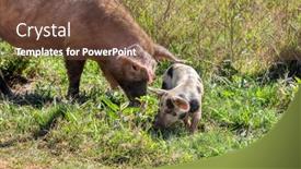  Presentation with pigs - PPT theme with two-free-range-pigs-near background and a tawny brown colored foreground