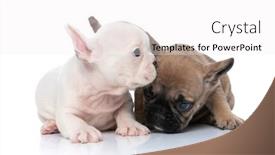  Presentation with background - Audience pleasing PPT theme consisting of two-french-bulldog-cubs backdrop and a white colored foreground