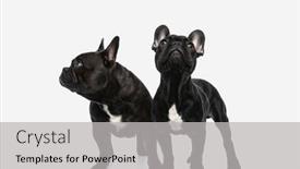  Presentation with dogs - Beautiful presentation featuring two-french-bulldog-dogs-looking backdrop and a light gray colored foreground
