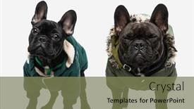  Presentation with white green - Presentation theme with two-french-bulldog-dogs-wearing background and a violet colored foreground