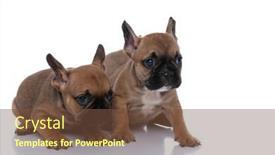  Presentation with defending - Amazing presentation theme having two-french-bulldog-dogs backdrop and a tawny brown colored foreground