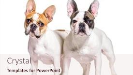  Presentation with together - Presentation design featuring two-french-bulldogs-together-isolated background and a lemonade colored foreground