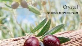  Presentation with olive tree - Slides having two-fresh-olives-on-twig background and a mint green colored foreground