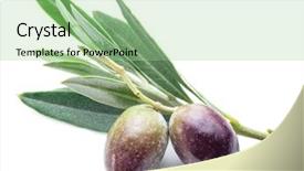  Presentation with olive - Slides consisting of two fresh olives with leaves background and a  colored foreground