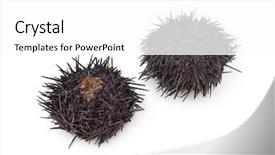  Presentation with sea - Audience pleasing PPT theme consisting of two fresh raw sea urchins backdrop and a white colored foreground