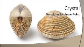  Presentation with venus - Slide deck consisting of two fresh raw warty venus background and a white colored foreground