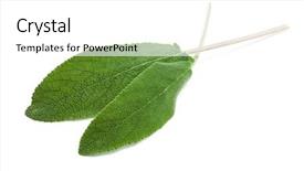  Presentation with sage - Beautiful PPT theme featuring two fresh sage leaves isolated on white background backdrop and a white colored foreground