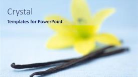  Presentation with vanilla - PPT theme with two-fresh-vanilla-pods background and a sky blue colored foreground