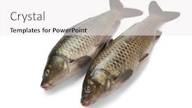  Presentation with fishes - Audience pleasing theme consisting of two fresh whole carp fishes isolated at white background backdrop and a white colored foreground
