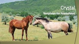  Presentation with horses - Cool new presentation with two friendly horses at meadow backdrop and a ocean colored foreground