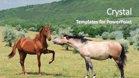  Presentation with horses - Colorful slide deck enhanced with two friendly horses backdrop and a ocean colored foreground