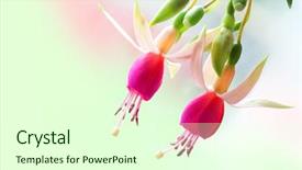  Presentation with rainbow - Theme consisting of two fuchsia flowers isolated background and a cream colored foreground