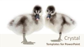  Presentation with old days - Audience pleasing slide set consisting of two-fulvous-whistling-ducks-dendrocygna backdrop and a cream colored foreground