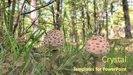 Presentation with fungus - PPT layouts consisting of two-fungus-parasol-mushroom background and a tawny brown colored foreground