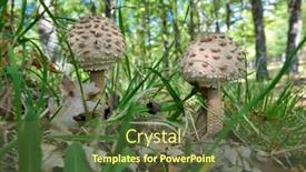  Presentation with fungus - Presentation design featuring two-fungus-parasol-mushroom background and a tawny brown colored foreground
