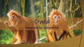  Presentation with langur - PPT theme enhanced with two funny ebony langur monkey background and a red colored foreground