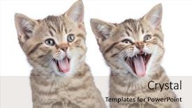  Presentation with cats - PPT layouts having two funny happy young cats background and a coral colored foreground